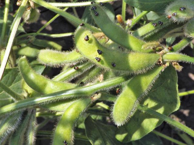 larva nezara viridula