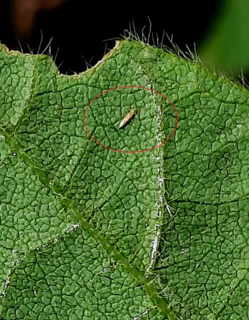 Thysanoptera, Tripsi, Thrips 
