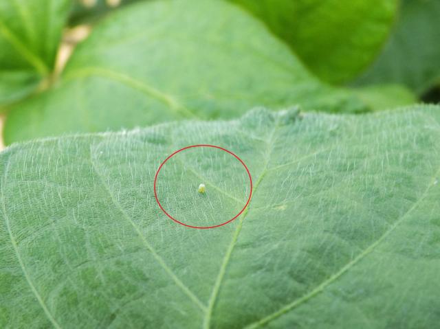 Vanessa cardui, egg