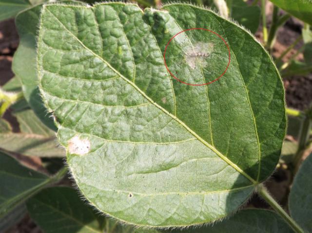 Vanessa cardui larva