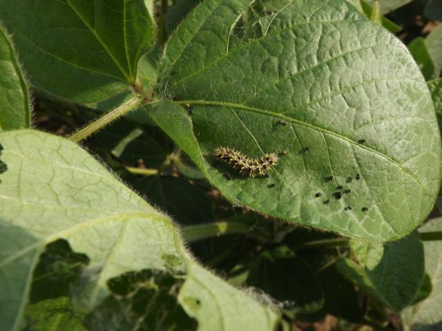 Vanessa cardui, larva