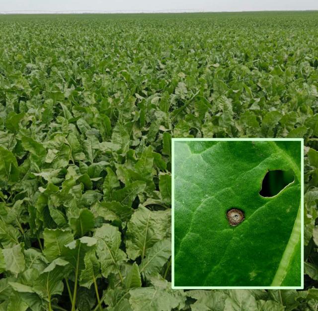 Cercospora beticola, Pegavost lista šećerne repe, Cercospora leaf spot of beets, Cercospora betae
