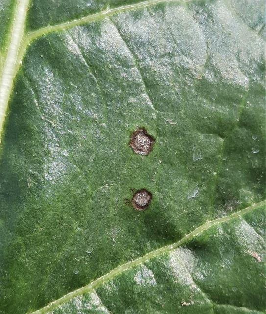 Cercospora beticola