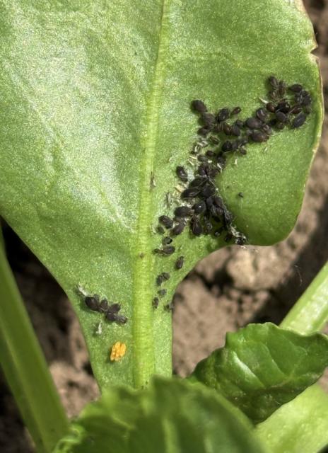 Aphis fabae, Crna repina vaš, Black bean aphid, Aphis papaveris