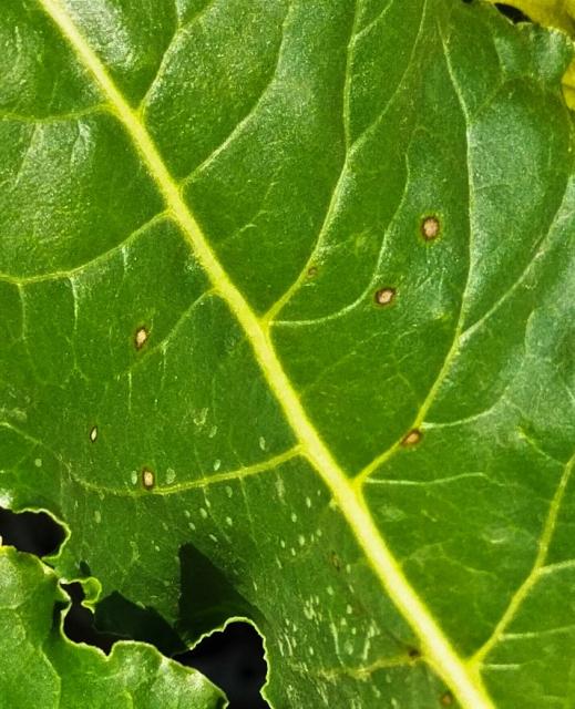 Cercospora beticola