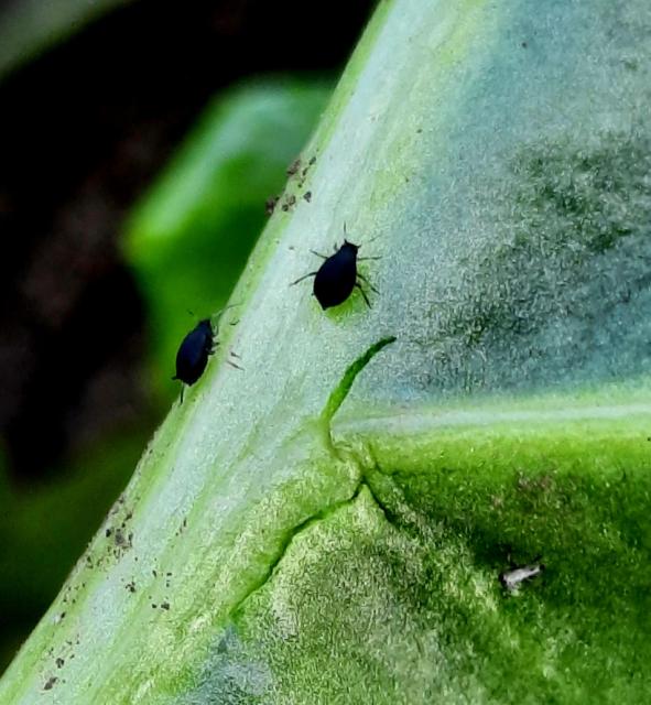 Aphis fabae, Crna repina vaš, Black bean aphid, Aphis papaveris
