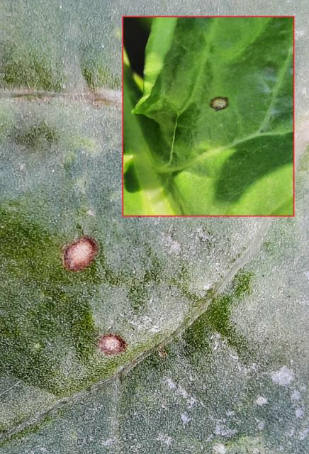 Cercospora beticola