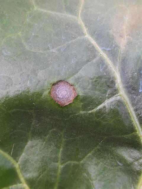 Cercospora beticola