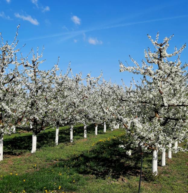 Šljiva_Stanley_faza razvoja