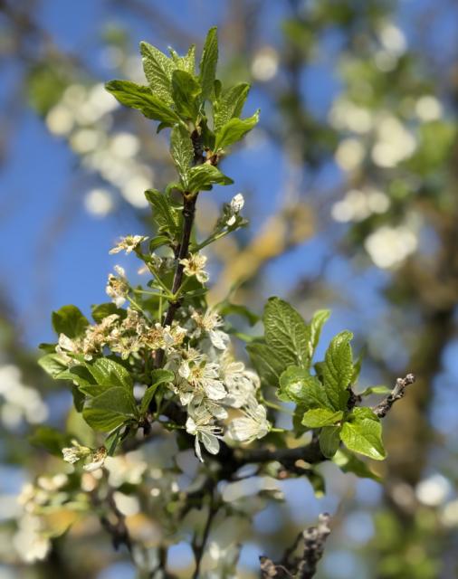 Šljiva_faza razvoja