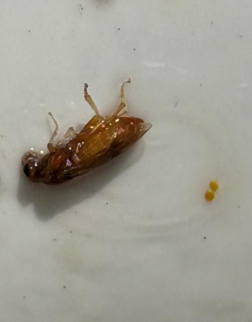 Hoplocampa minuta/flava, Šljivine ose, Plum sawfly

