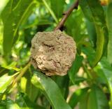 Monilinia spp. sl.1