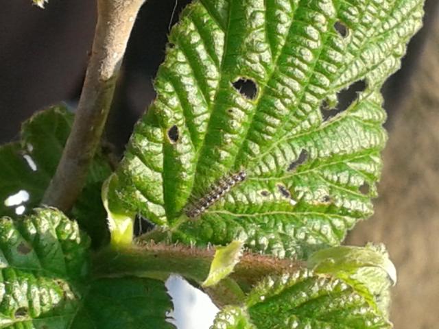 Trnava- larve gubara