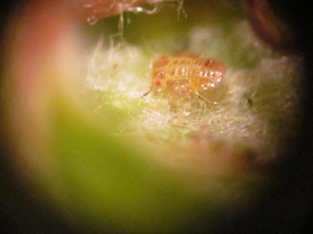 larva mlađeg stadijuma obične kruškine buve