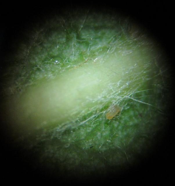 mlađa larva obične kruškine buve, Cacopsylla pyri