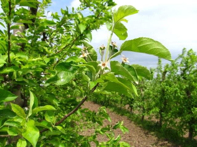 golden delicious