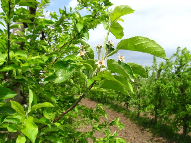 golden delicious