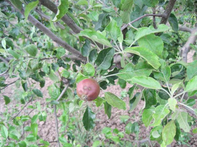 Venturia inaequalis, čađava krastavost jabuke
