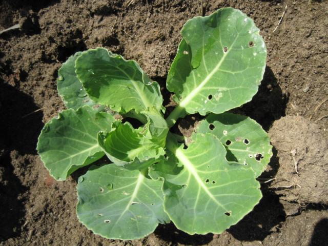 oštećenja od buvača na kupusu