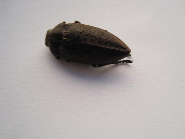 šiljokrilac (Perotis lugubris)
