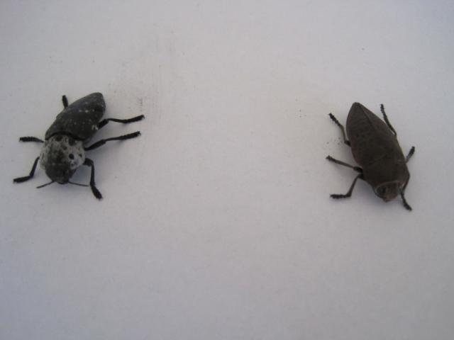 žilogriz (Capnodis tenebrionis) i šiljokrilac (Perotis lugubris)