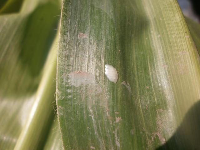 jajna legla kukuruznog plamenca