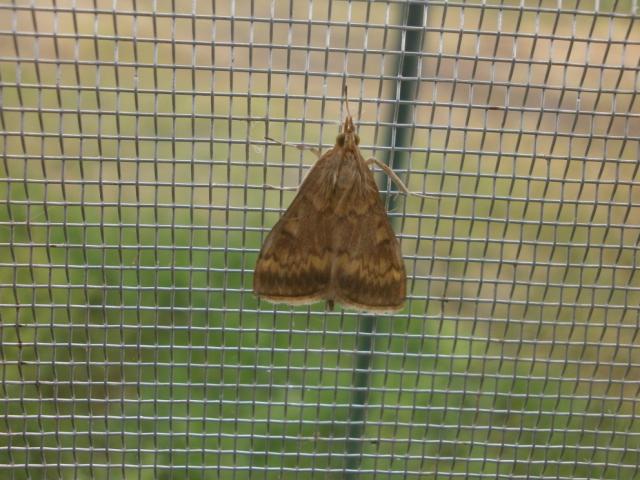 Svetlosna lampa u Banatskoj Topoli 