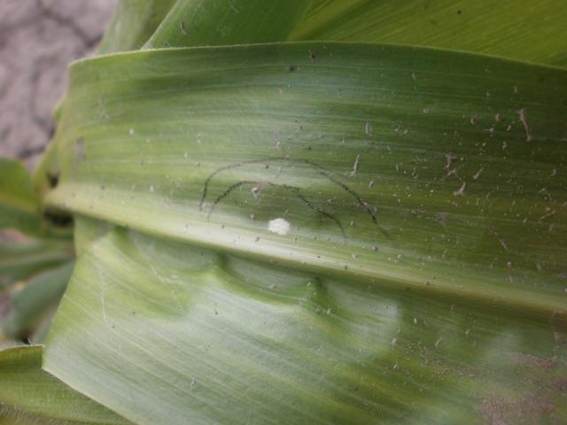 Sveze polozeno jajno leglo plamenca