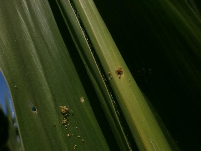 tragovi ubusenja od larve kukuruznog plamenca