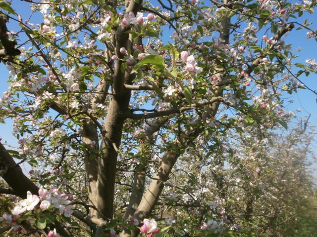 cvetanje jabuke, Kikinda