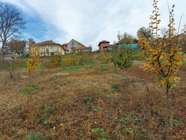 Fenofaza dunje, Zubin Potok, vizuelni pregled