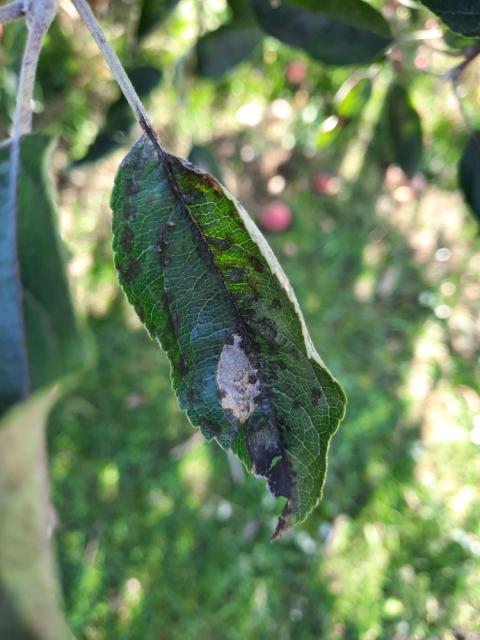 Vizuelni pregled jabuka, Velji Breg, simptom alternarijske lisne pegavosti jabuke (Alternaria mali)