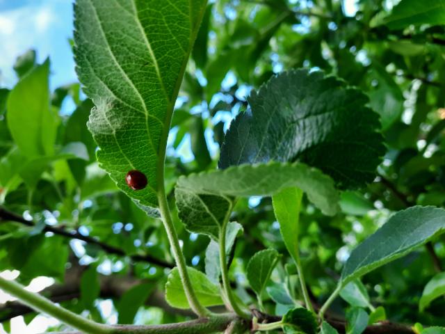 Sedmotačkasta bubamara na listu jabuke