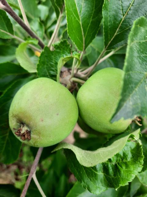 Plodovi jabuke, Zlatni delises, BBCH 74-75, vizuelni pregled, Velji Breg.