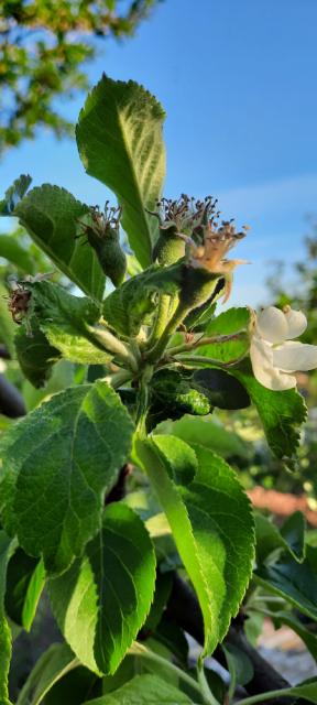 Fenofaza razvoja jabuke, razvoj ploda