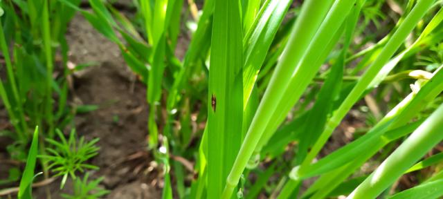 Simptom Rhynchosporium secalis na ječmu, vizuelni pregled, Grabovac