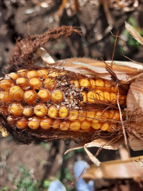 Vizuelni pregled klipova kukuruza, Grabovac, insekti i Fusarium.