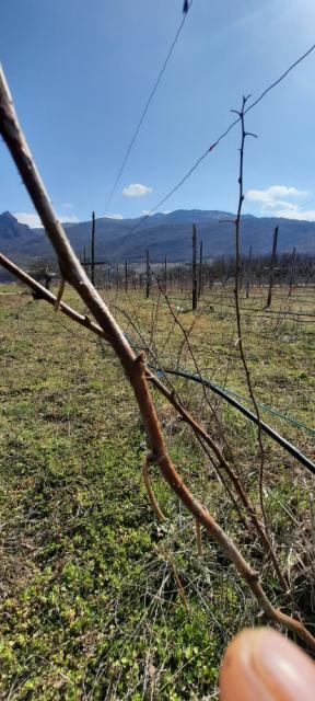 Izdanak maline sa simptomima Didymella applanata