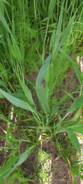 Žitna pijavica (Lema melanopus), vizuelni pregled, Grabovac