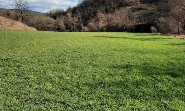 pšenica