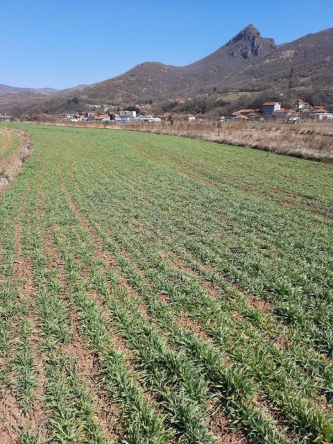 Vizuelni pregled pšenice, Grabovac i Srbovac, BBCH 25.