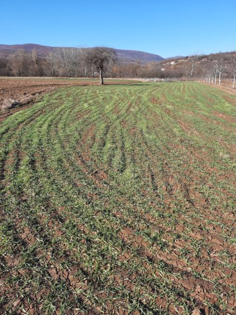 Oštećenja na lisnoj masi pšenice usled dejstva niskih temperatura, Grabovac.