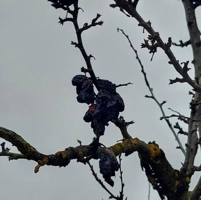 mumificirani plod