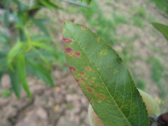 Simptom šupljikavosti lišća koštičavog voća (Clasterosporium carpophilum) na breskvi, lokalitet Dedevci, RC Kraljevo