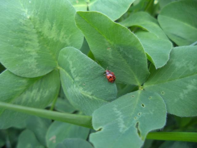 Imago lucerkine bube (Phytodecta fornicata) u detelini, lokalitet Milakovac, RC Kraljevo