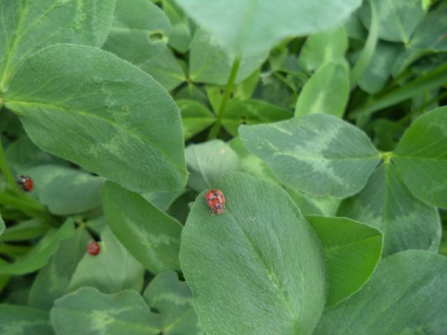 Imago lucerkine bube (Phytodecta fornicata) u detelini, lokalitet Milakovac, RC Kraljevo