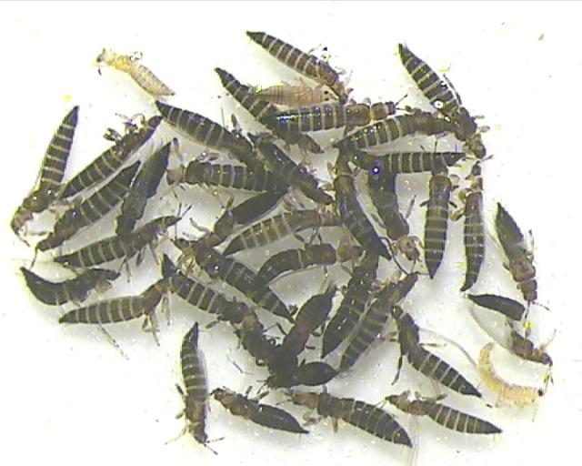 Otreseni tripsi sa cvetova paradajza, lokalitet Gotovac