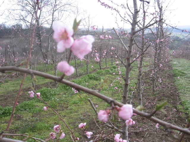 Faza cvetanja breskve,lokalitet Milutovac