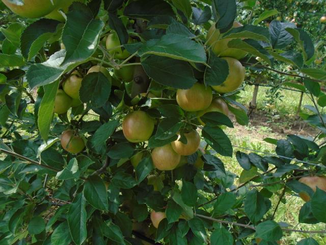 fenofaza jabuke