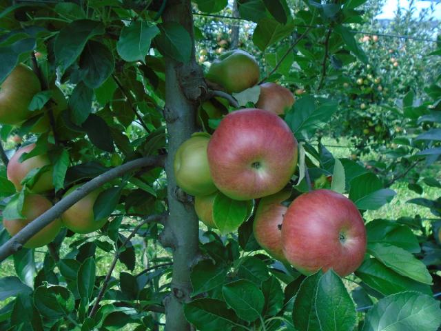 fenofaza jabuke